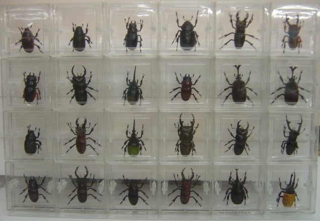 Takara Beetle Of The World Trading Collection Vol 1 & 2 24 Mini Figure Set - Lavits Figure
- 3