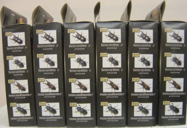Takara Beetle Of The World Trading Collection Vol 1 12 Mini Figure Set - Lavits Figure
- 3