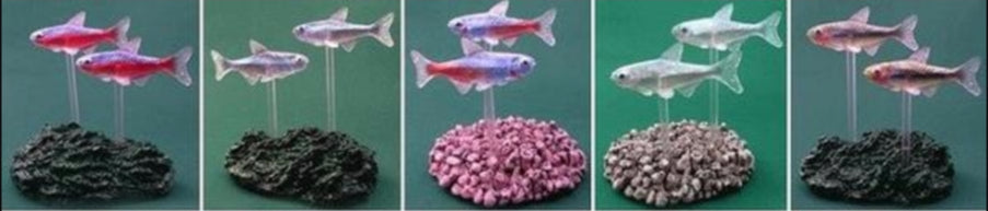 Bandai DG Digital Grade Tropical Fish Gashapon 5 Trading Figure Set