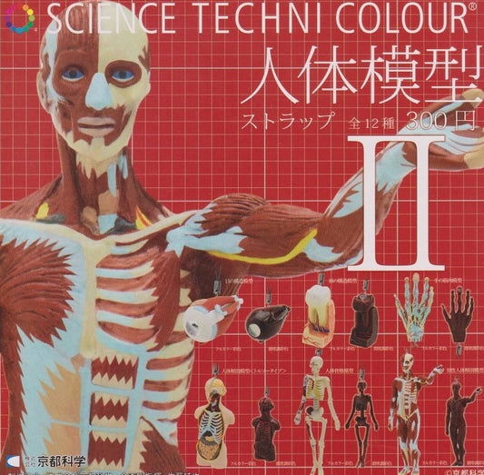 Kitan Club Science Techni Colour Human Anatomy Model Gashapon Part 2 12 Swing Strap Figure Set