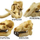 Kaiyodo Gashapon Ancient Mammals Limited 4 Skull Strap Figure Set - Lavits Figure
 - 1
