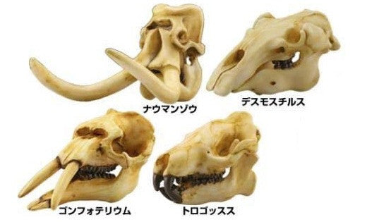 Kaiyodo Gashapon Ancient Mammals Limited 4 Skull Strap Figure Set - Lavits Figure
 - 1