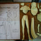 Musasiya 1/4 Akazukin Chacha Limited Edition Cold Cast Model Kit Figure