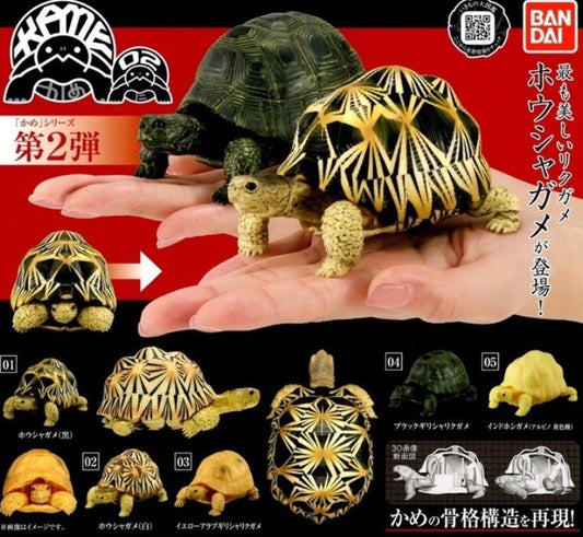 Bandai Indian Star Tortoise Turtle Gashapon Part 2 5 Collection Figure Set