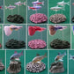 Bandai DG Digital Grade Tropical Fish Gashapon 15 Trading Collection Figure Set - Lavits Figure

