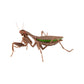 Bandai The Diversity of Life on Earth Gashapon Kamakiri Praying Mantis 5 Action Figure Set