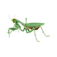 Bandai The Diversity of Life on Earth Gashapon Kamakiri Praying Mantis 5 Action Figure Set