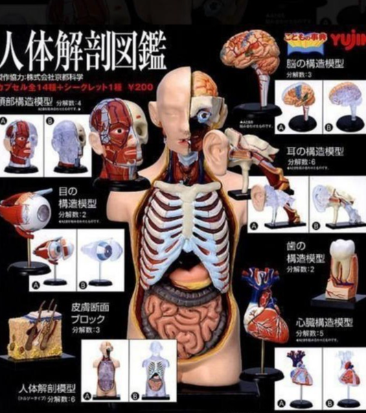 Yujin Human Anatomy Illustrated Book Model Gashapon Part 1 14 Collection Figure Set
