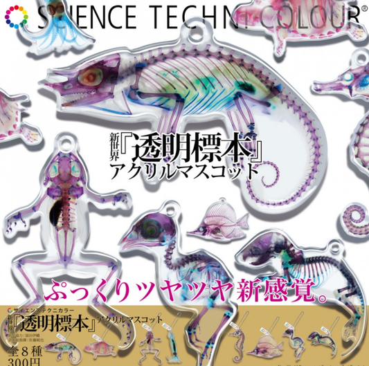 Ikimon Science Techni Colour Gashapon Transparent Specimen Acrylic Mascot Strap 8 Collection Figure Set