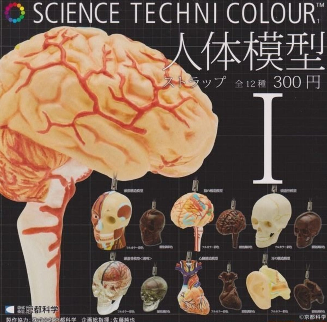 Kitan Club Science Techni Colour Human Anatomy Model Gashapon Part 1 12 Swing Strap Figure Set